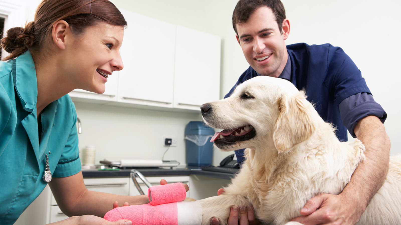 En veterinær som behandler en hund mens eieren ser på.