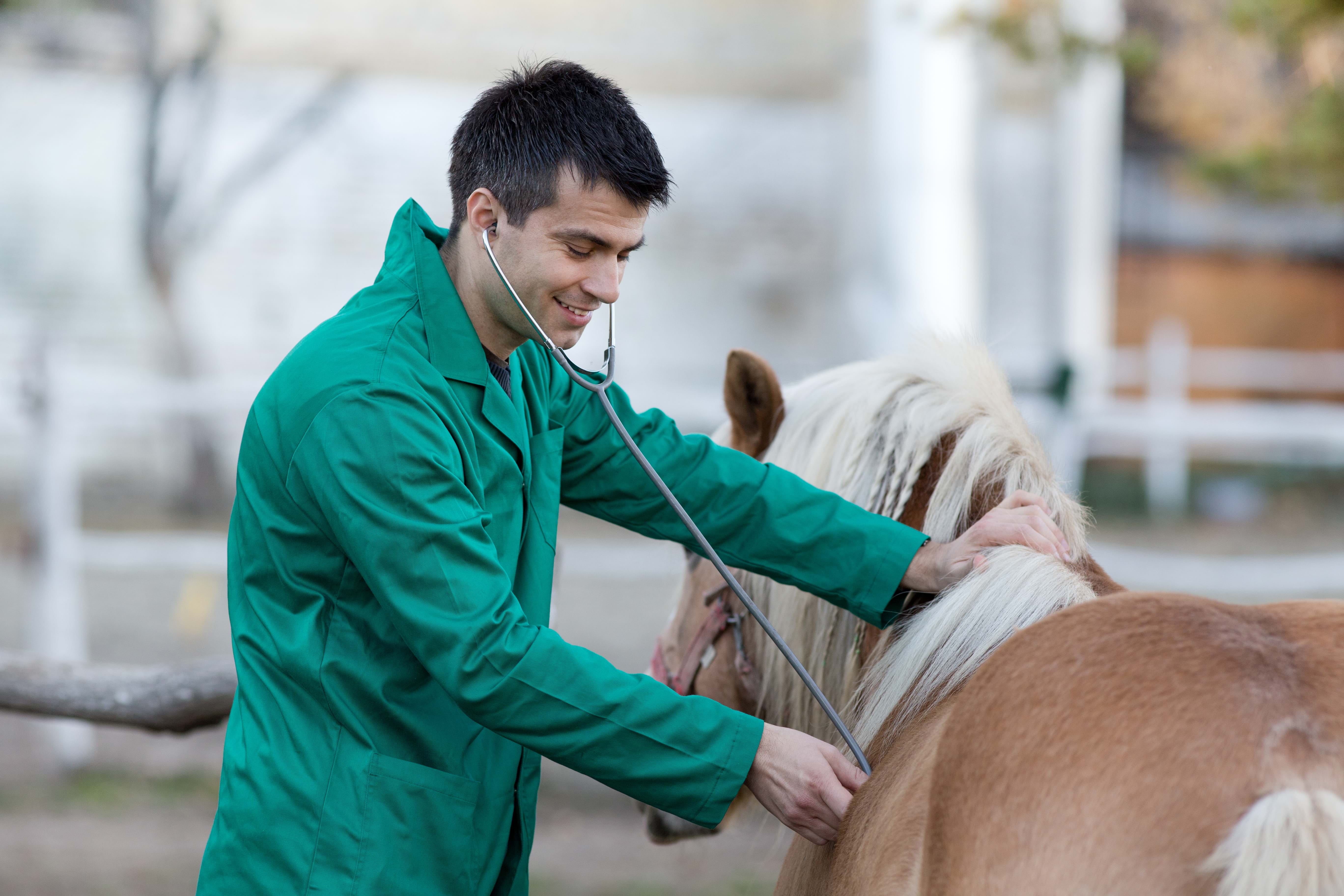 Veterinær som lytter på en hest med stetoskop