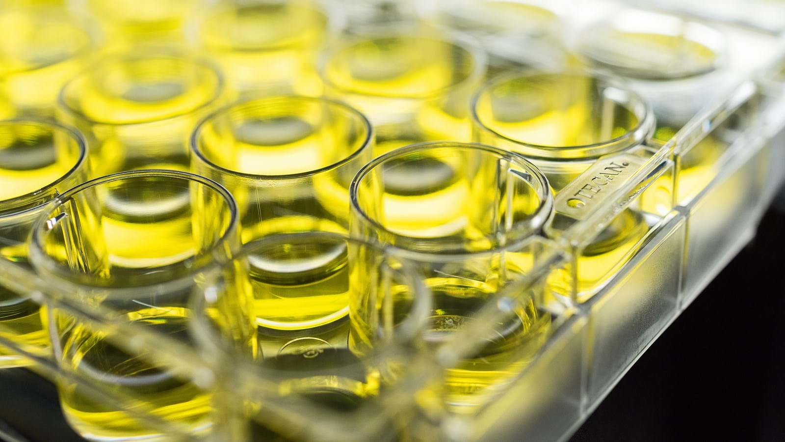 Tec006875 Cell Culture Plates