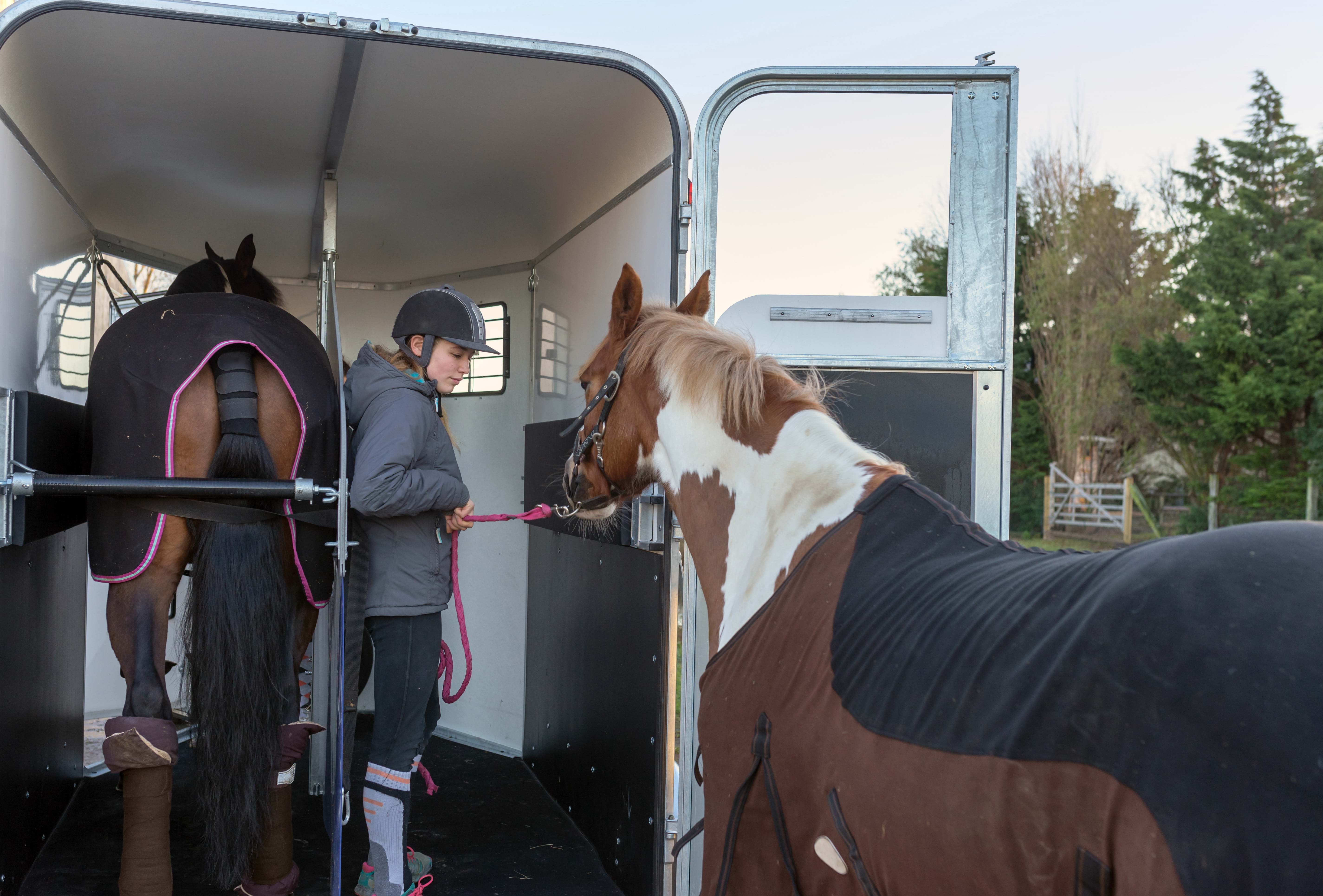 Hester som gjøres klare for transport
