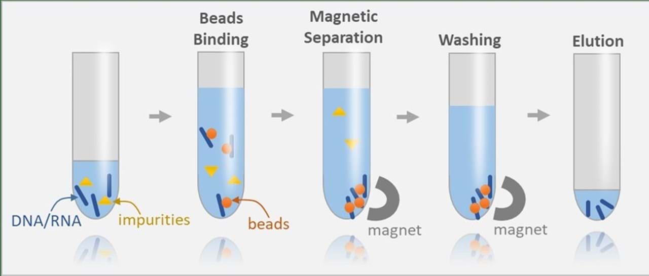 What is DNA Extraction, and Why is it Crucial? - triolab.no