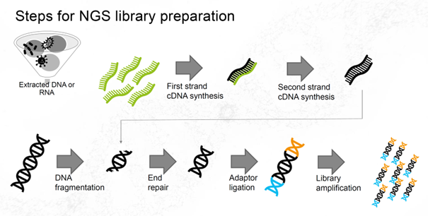 Flowchart depicting NGS library preparation steps: extracted DNA/RNA undergo cDNA synthesis, DNA fragmentation, end repair, adapter ligation, and amplification to create sequencing-ready libraries