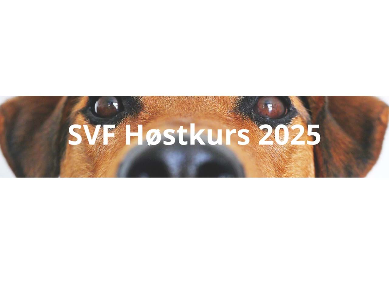 SVF Høstkurs 2025